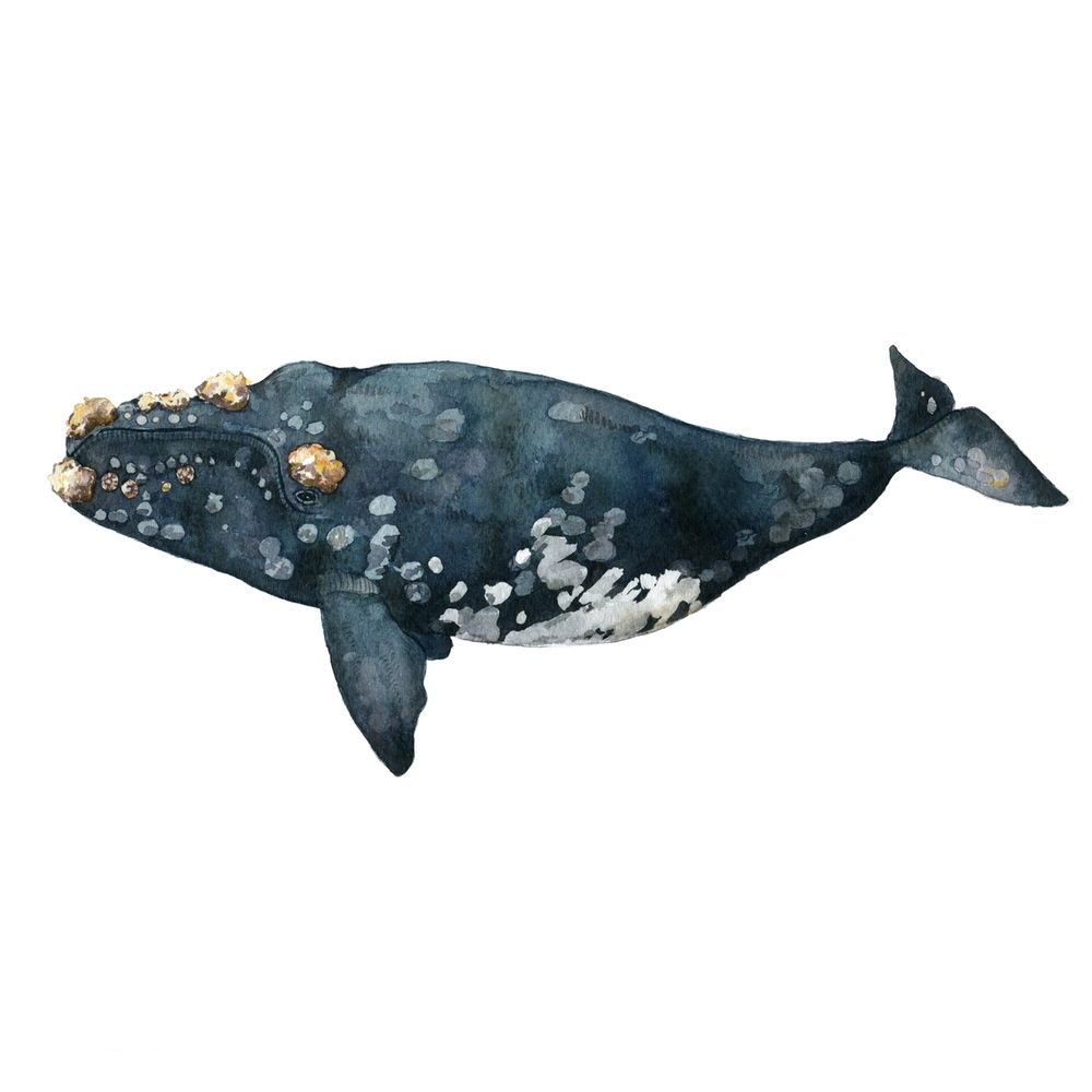 Julklappstips, Print, The Whale Collection, The Callosity Whale, Angelica Ollander emmas_val