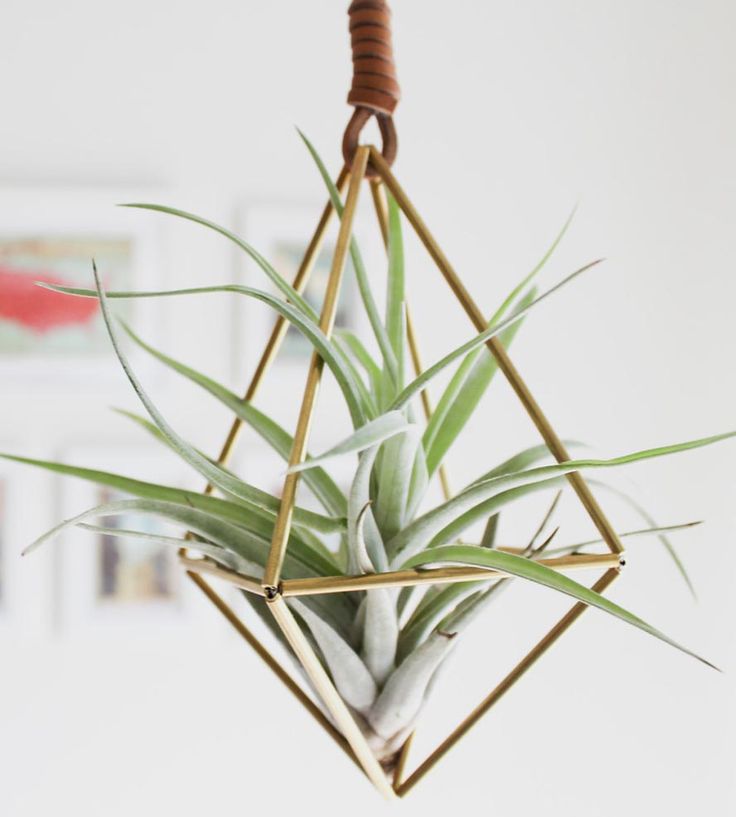 växter airplant ampel